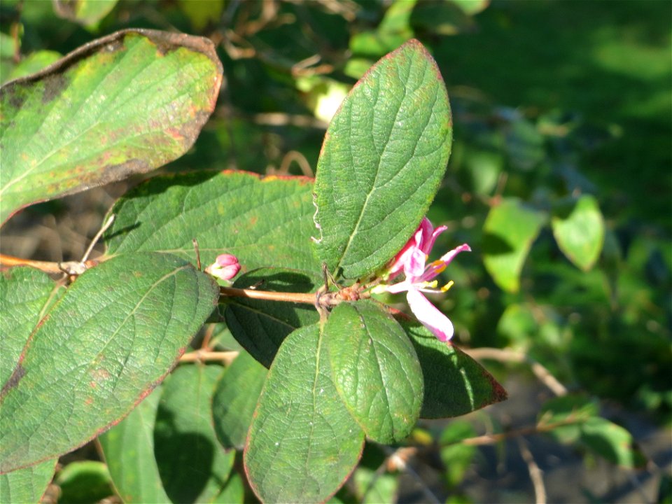 Zweite Blüte der Tataren-Heckenkirsche (Lonicera tatarica) an der Bismarck-Brücke in Alt-Saarbrücken - eingeschleppt aus Asien