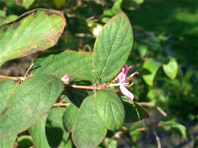 Zweite Blüte der Tataren-Heckenkirsche (Lonicera tatarica) an der Bismarck-Brücke in Alt-Saarbrücken - eingeschleppt aus Asien