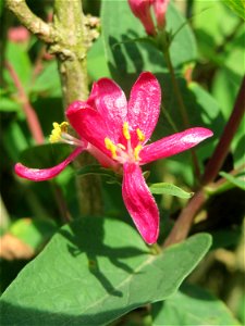 Tataren-Heckenkirsche (Lonicera tatarica) im Landschaftsschutzgebiet „Tabakmühlental - Oberster Weiher“ im Almet in Sankt Arnual