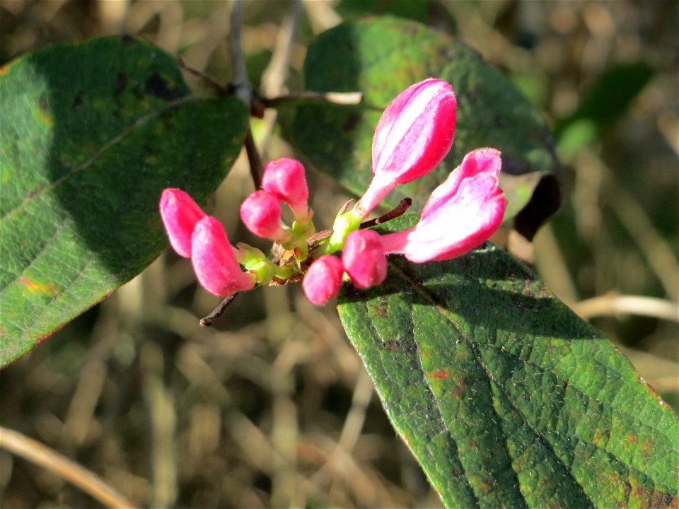 Zweite Blüte der Tataren-Heckenkirsche (Lonicera tatarica) an der Bismarck-Brücke in Alt-Saarbrücken - eingeschleppt aus Asien
