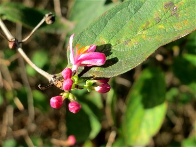 Zweite Blüte der Tataren-Heckenkirsche (Lonicera tatarica) an der Bismarck-Brücke in Alt-Saarbrücken - eingeschleppt aus Asien