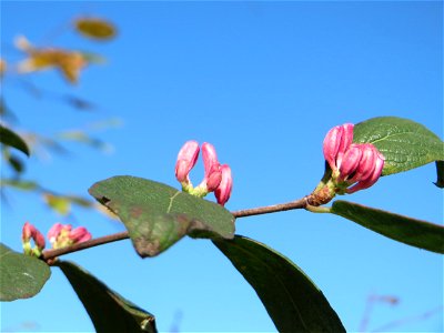 Zweite Blüte der Tataren-Heckenkirsche (Lonicera tatarica) an der Bismarck-Brücke in Alt-Saarbrücken - eingeschleppt aus Asien - häufig am Straßenrand