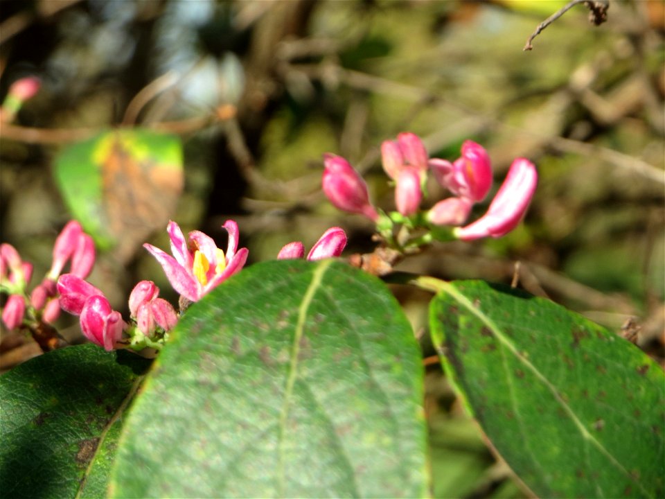 Zweite Blüte der Tataren-Heckenkirsche (Lonicera tatarica) an der Bismarck-Brücke in Alt-Saarbrücken - eingeschleppt aus Asien - häufig am Straßenrand