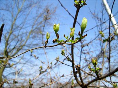Tataren-Heckenkirsche (Lonicera tatarica) an der Bismarck-Brücke in Alt-Saarbrücken - eingeschleppt aus Asien - häufig am Straßenrand