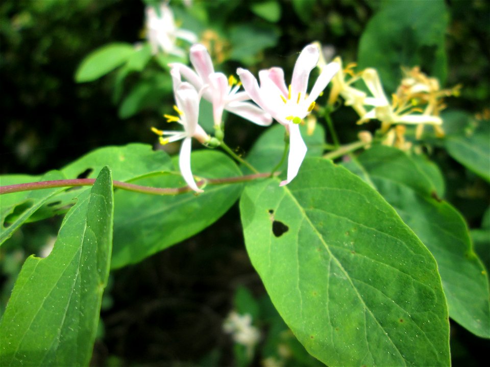 Tataren-Heckenkirsche (Lonicera tatarica) in Hockenheim - eingeschleppt aus Asien - im Unterschied zur einheimischen Roten Heckenkirsche hat sie rötliche Blüten und spitze Blätter