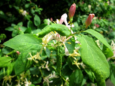 Tataren-Heckenkirsche (Lonicera tatarica) in Hockenheim - eingeschleppt aus Asien - im Unterschied zur einheimischen Roten Heckenkirsche hat sie rötliche Blüten und spitze Blätter