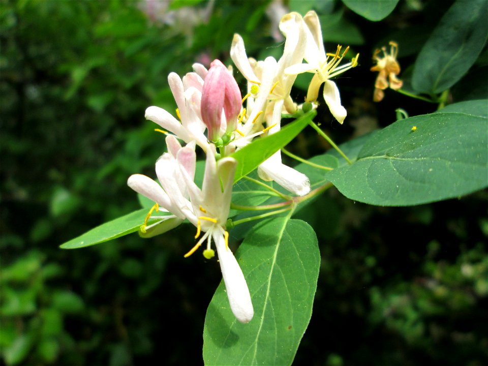Tataren-Heckenkirsche (Lonicera tatarica) in Hockenheim - eingeschleppt aus Asien - im Unterschied zur einheimischen Roten Heckenkirsche hat sie rötliche Blüten und spitze Blätter