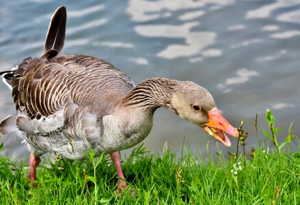 Poultry water bird plumage