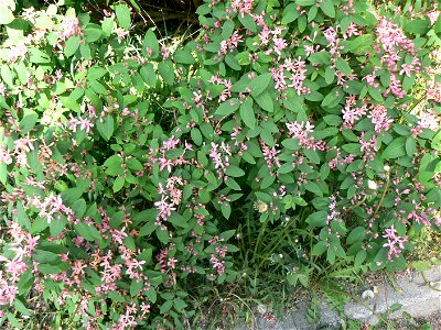 Lonicera tatarica, Tatarian or Tartarian Hobneysuck