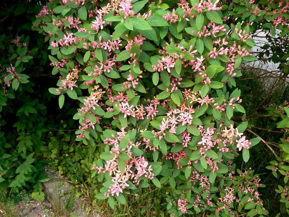 Tartarian Honeysuckle (Lonicera tatarica) in Helsinki, Finland.