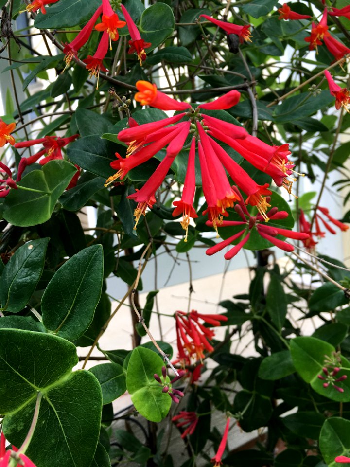 Native coral honeysuckle