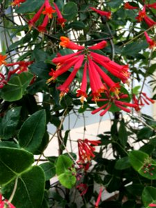 Native coral honeysuckle