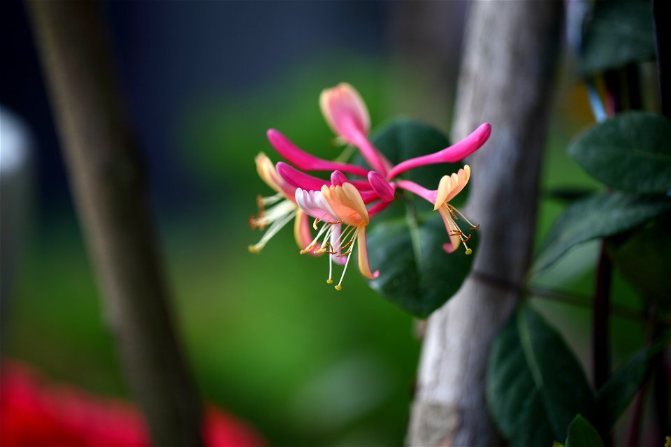 Coral honeysuckle (Lonicera sempervirens L.)