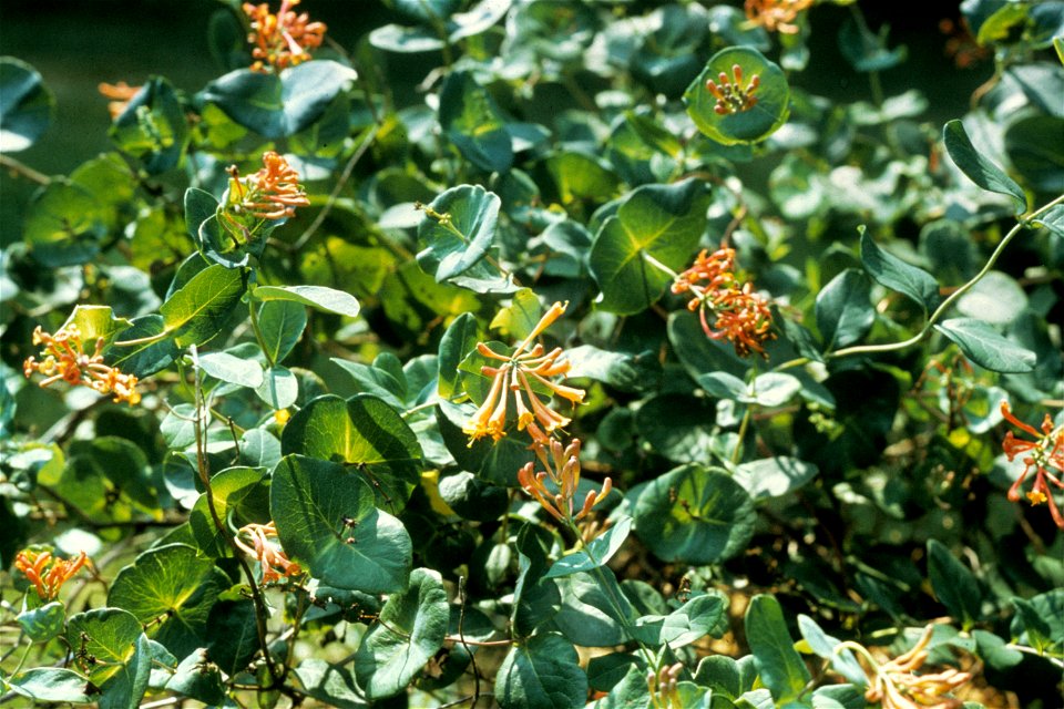 Lonicera sempervirens