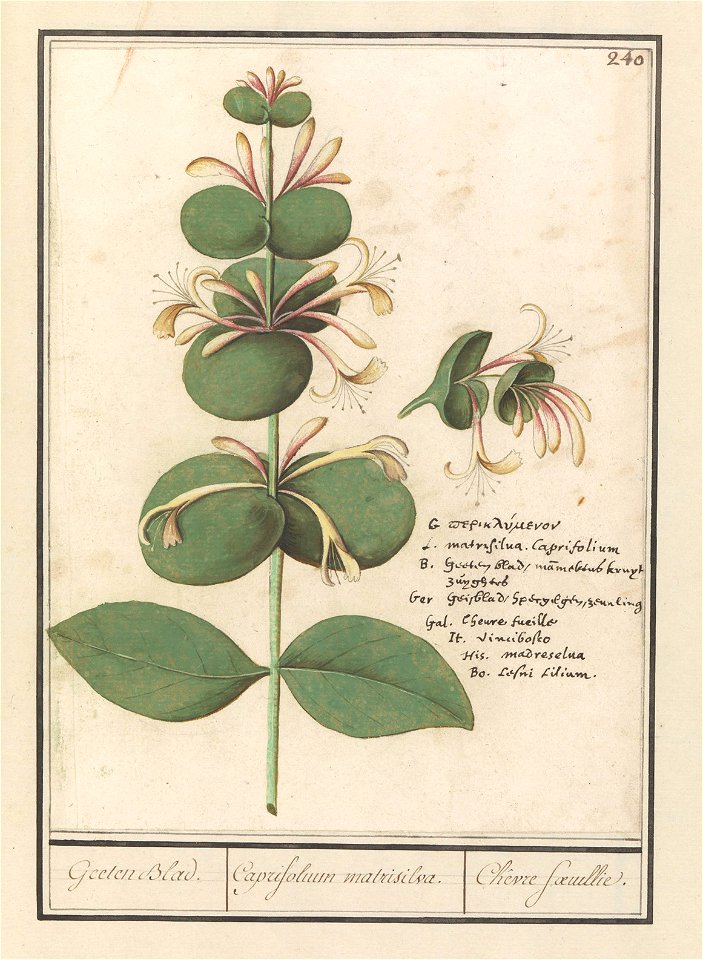 IdentificatieTitel(s): Gewone kamperfoelie (Lonicera caprifolium)Geelen Blad. / Caprifolium matrisilva. / Chêvre foeuillie. (titel op object)Objecttype: tekening Objectnummer: RP-T-BR-2017-1-10-44Omsc