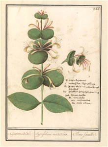 IdentificatieTitel(s): Gewone kamperfoelie (Lonicera caprifolium)Geelen Blad. / Caprifolium matrisilva. / Chêvre foeuillie. (titel op object)Objecttype: tekening Objectnummer: RP-T-BR-2017-1-10-44Omsc