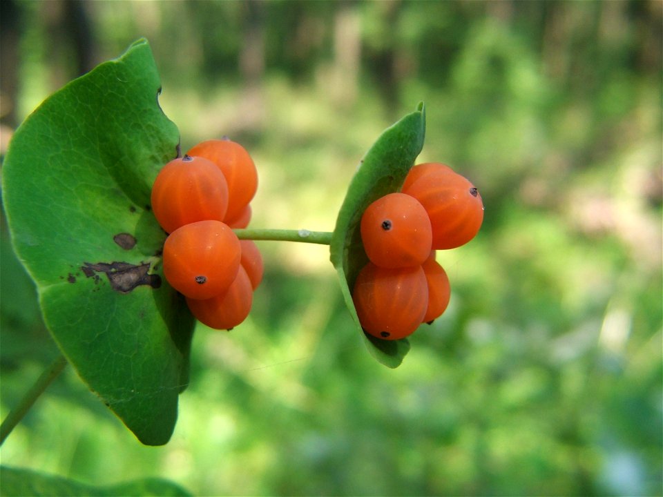 Fruits of Lonicera caprifolium