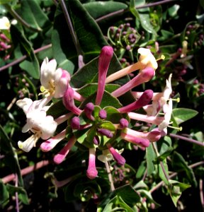 Lonicera implexa in the UC Botanical Garden, Berkeley, California, USA. Identified by sign.