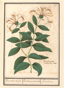 IdentificatieTitel(s): Tuinkamperfoelie of gewone kamperfoelie (Lonicera caprifolium)Mannekens Kruijd. / Periclimenon Matrisilva / Periclimène (titel op object)Objecttype: tekening Objectnummer: RP-T-