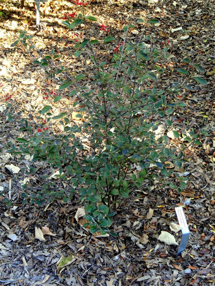 Viburnum dilatatum specimen in the J. C. Raulston Arboretum (North Carolina State University), 4415 Beryl Road, Raleigh, North Carolina, USA.
