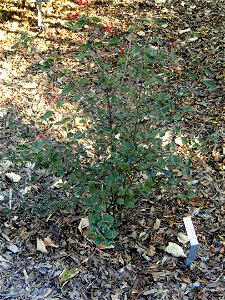 Viburnum dilatatum specimen in the J. C. Raulston Arboretum (North Carolina State University), 4415 Beryl Road, Raleigh, North Carolina, USA. photo