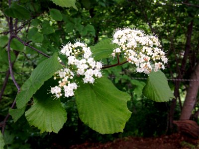 Viburnum dilatatum, deciduous forest at summit of Mount Takao, Hachiōji, Tokyo, Japan.