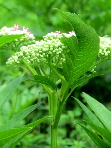 Zwerg-Holunder (Sambucus ebulus) im Meerwald bei Bübingen