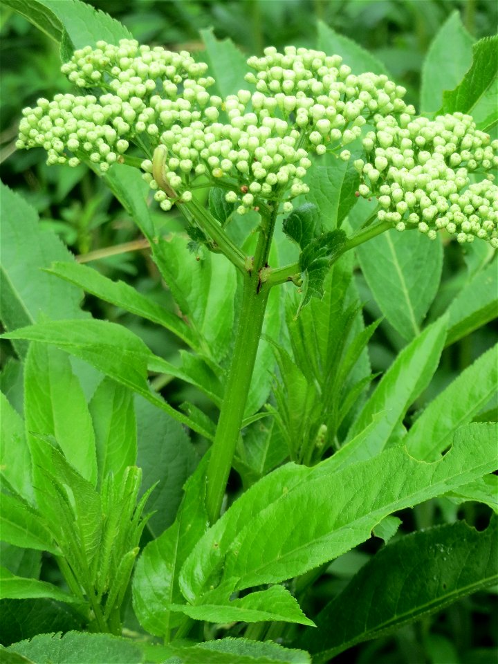 Zwerg-Holunder (Sambucus ebulus) im Meerwald bei Bübingen