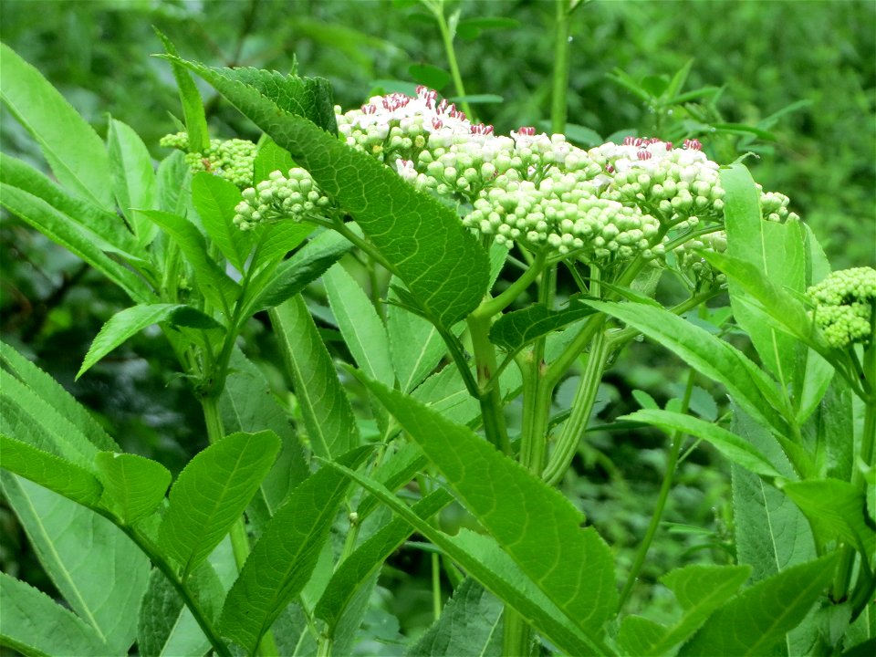 Zwerg-Holunder (Sambucus ebulus) im Meerwald bei Bübingen