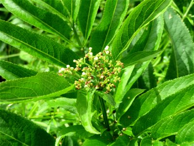 Zwerg-Holunder (Sambucus ebulus) im Meerwald bei Bübingen