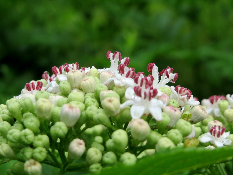 Zwerg-Holunder (Sambucus ebulus) im Meerwald bei Bübingen