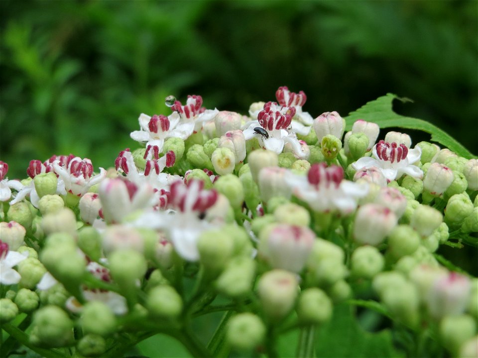 Zwerg-Holunder (Sambucus ebulus) im Meerwald bei Bübingen