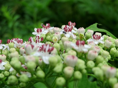 Zwerg-Holunder (Sambucus ebulus) im Meerwald bei Bübingen
