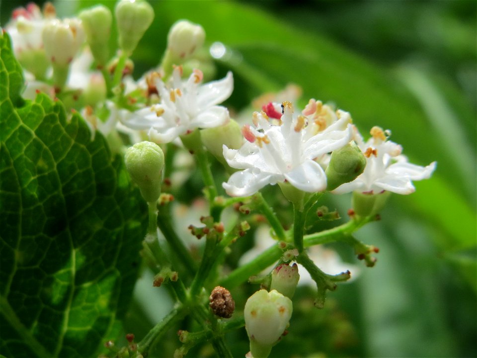 Zwerg-Holunder (Sambucus ebulus) im Meerwald bei Bübingen