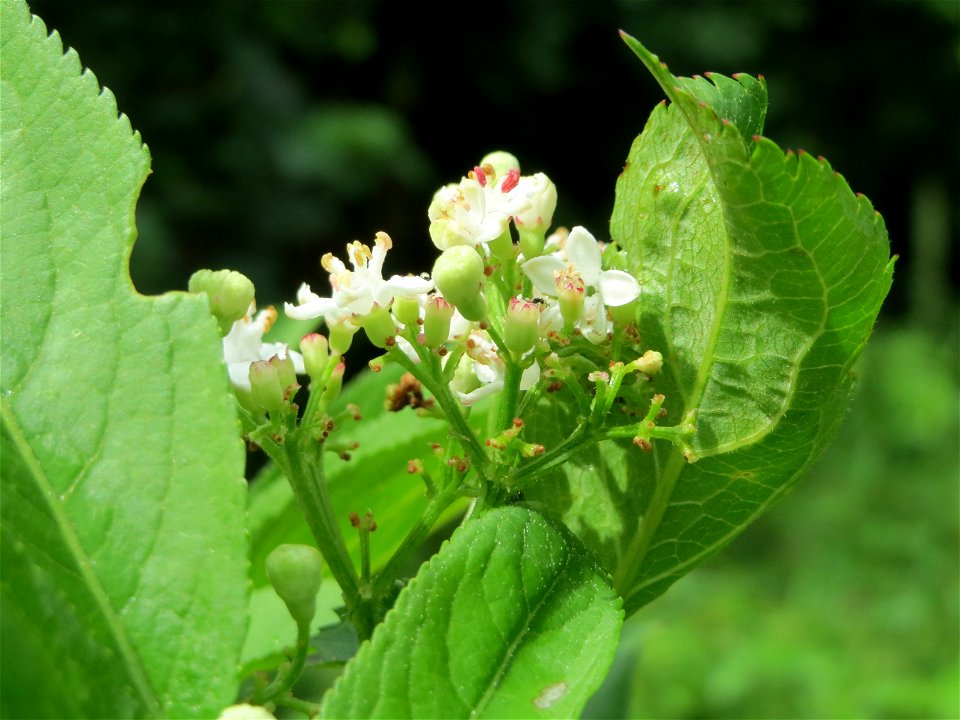 Zwerg-Holunder (Sambucus ebulus) im Meerwald bei Bübingen