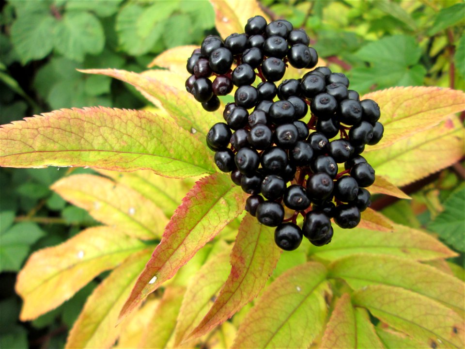 Zwerg-Holunder (Sambucus ebulus) an der Saar bei Grosbliederstroff