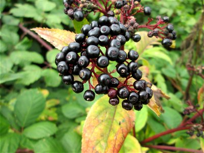 Zwerg-Holunder (Sambucus ebulus) an der Saar bei Grosbliederstroff