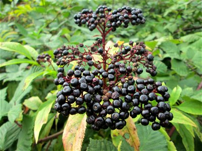 Zwerg-Holunder (Sambucus ebulus) an der Saar bei Grosbliederstroff