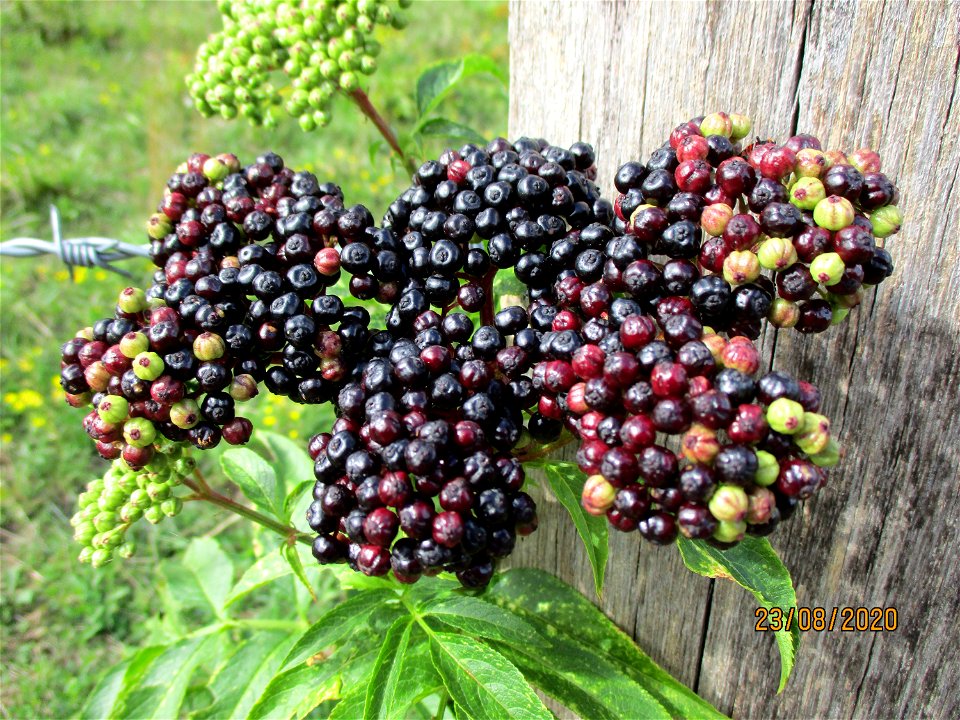 Zwerg-Holunder (Sambucus ebulus) im oberen Simbachtal bei Spicheren