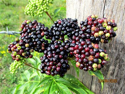 Zwerg-Holunder (Sambucus ebulus) im oberen Simbachtal bei Spicheren