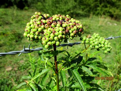 Zwerg-Holunder (Sambucus ebulus) im oberen Simbachtal bei Spicheren