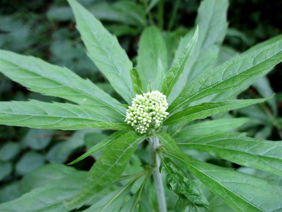 Zwerg-Holunder (Sambucus ebulus) bei Eschringen