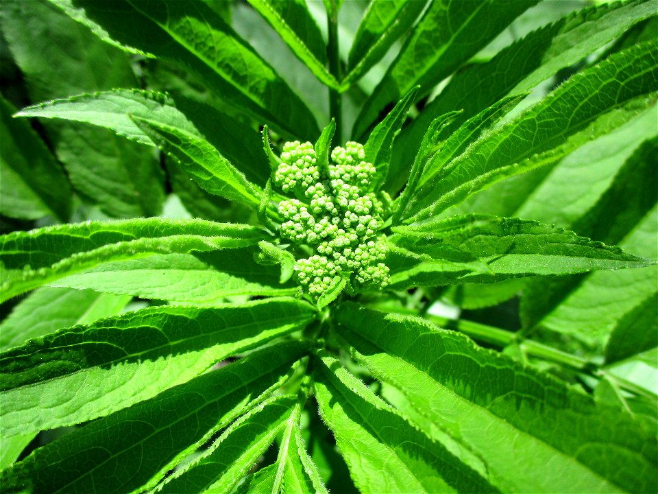 Zwerg-Holunder (Sambucus ebulus) am Kappelberg oberhalb von Fechingen