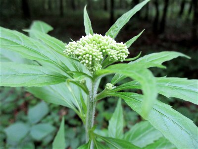 Zwerg-Holunder (Sambucus ebulus) bei Eschringen