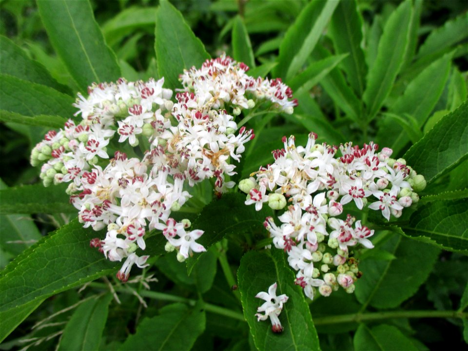 Zwerg-Holunder (Sambucus ebulus) bei Eschringen