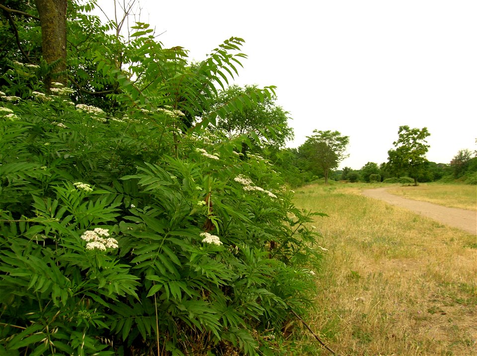 Sambucus ebulus nella Riserva Naturale Valle dell'Aniene Roma