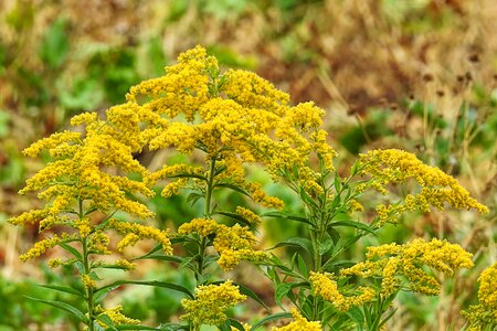 Yellow plant nature