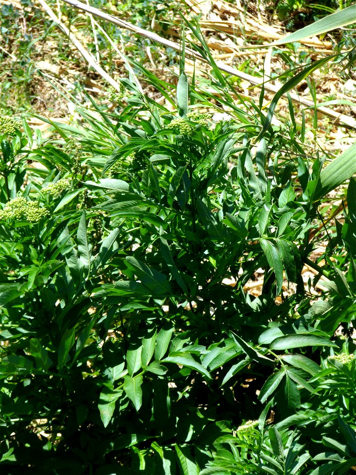 Herbe non identifiée, malodorante, avec des racines peu profondes et poussant à foison dans les jardins gardois