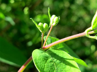 Rote Heckenkirsche (Lonicera xylosteum) in Hockenheim