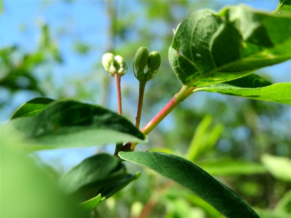 Rote Heckenkirsche (Lonicera xylosteum) in Hockenheim